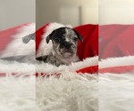 Puppy Daisy Faux Frenchbo Bulldog
