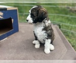 Small #6 Aussiedoodle