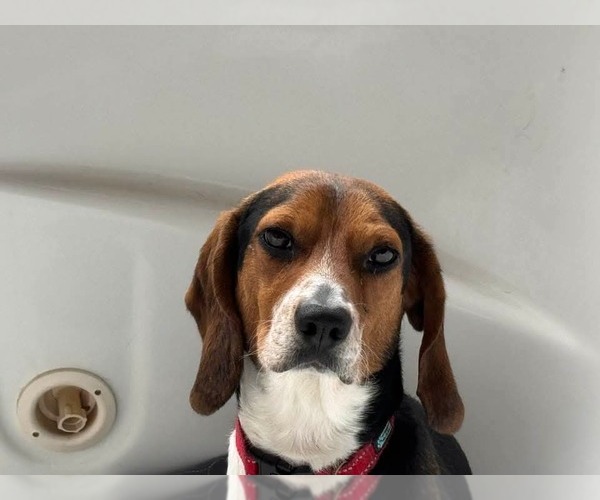 Medium Photo #2 Beagle Puppy For Sale in Holly Springs, NC, USA
