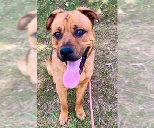 Shepweiller Dogs for adoption in Sacramento, CA, USA
