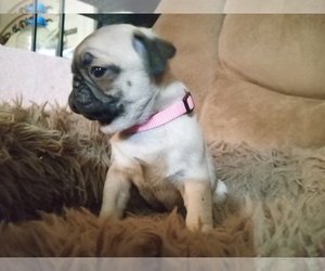 Pug Puppy for Sale in PICKENS, South Carolina USA