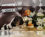 Small #1 Yorkshire Terrier