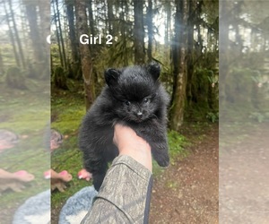 Pomeranian Puppy for sale in SNOHOMISH, WA, USA