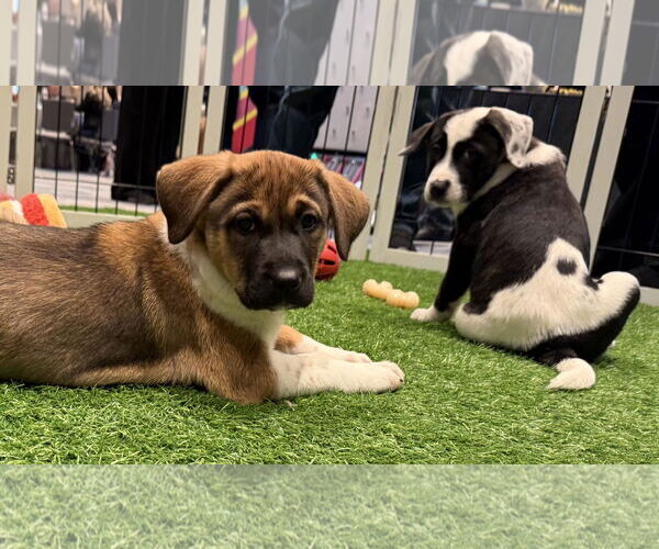 Medium Photo #3 Mutt Puppy For Sale in Sanford, FL, USA