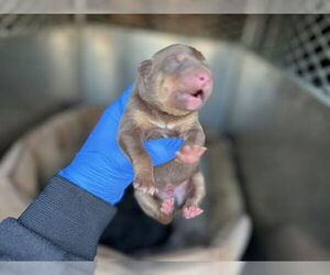 Doberman Pinscher-German Shepherd Dog Mix Dogs for adoption in HESPERIA, CA, USA