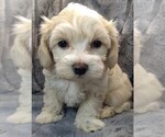 Puppy 3 Maltese-Poodle (Toy) Mix