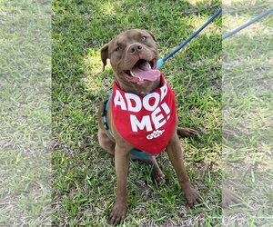 American Pit Bull Terrier-Unknown Mix Dogs for adoption in Euless, TX, USA