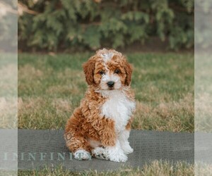 Poodle (Miniature) Puppy for sale in HONEY BROOK, PA, USA