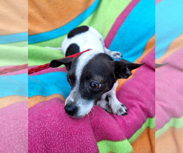 Medium Photo #2 Chihuahua-Unknown Mix Puppy For Sale in Missouri City, TX, USA