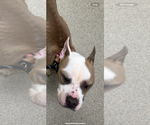 Small #3 Bulldog Mix
