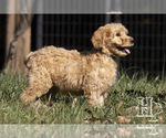Small Photo #2 Goldendoodle Puppy For Sale in ELLENBORO, NC, USA