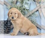 Small Photo #4 Golden Retriever Puppy For Sale in BIGLERVILLE, PA, USA