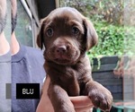 Puppy 1 Labrador Retriever