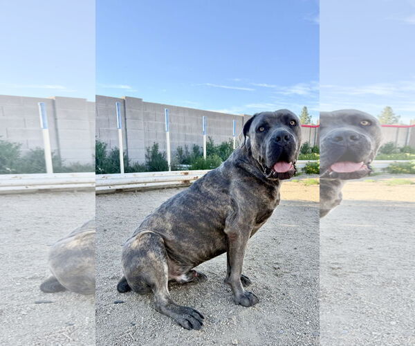 Medium Photo #12 Mutt Puppy For Sale in Goodyear, AZ, USA