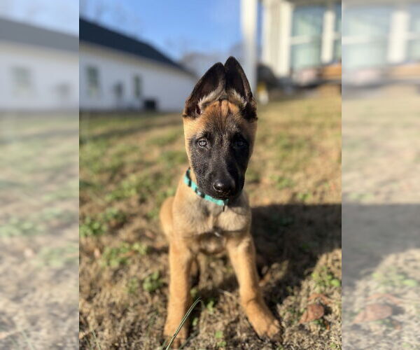 Medium Photo #6 Mutt Puppy For Sale in Imlay City, MI, USA