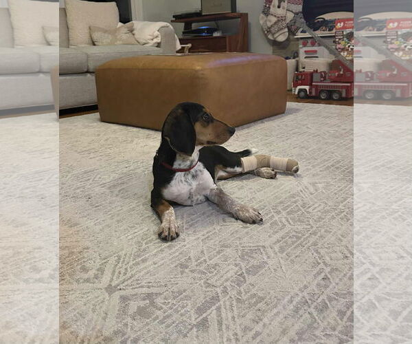 Medium Photo #3 American Foxhound-Beagle Mix Puppy For Sale in Holly Springs, NC, USA