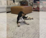 Small #2 American Foxhound-Beagle Mix