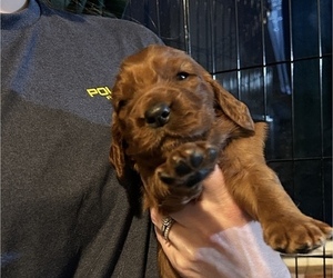 Irish Setter Puppy for sale in ONEONTA, NY, USA