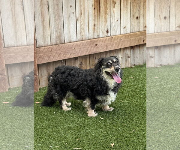 Medium Photo #3 Cocker Spaniel-Dachshund Mix Puppy For Sale in Mission Viejo, CA, USA