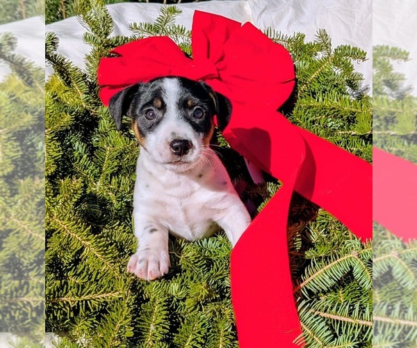 Medium Photo #1 Jack Russell Terrier Puppy For Sale in SANDOWN, NH, USA