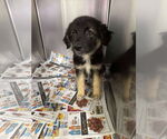 Small #1 Australian Shepherd Mix