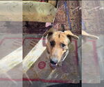 Small #6 German Shepherd Dog-Great Dane Mix