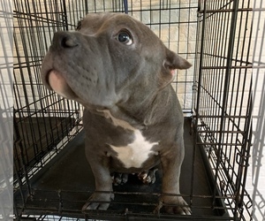 American Bully Dog for Adoption in COLLEGE PARK, Maryland USA