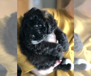 Saint Berdoodle Puppy for sale in CAMP DOUGLAS, WI, USA