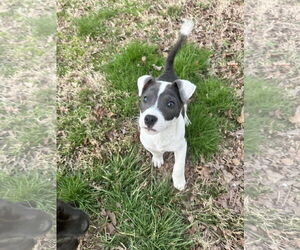 Border Collie-Unknown Mix Dogs for adoption in Ball Ground, GA, USA