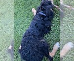 Small Photo #9 Bernedoodle Puppy For Sale in WESTERVILLE, OH, USA