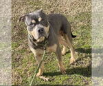 Small #3 Mutt