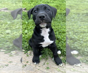 American Pit Bull Terrier-Unknown Mix Dogs for adoption in Germantown, OH, USA