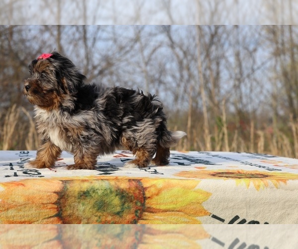 Medium Photo #3 ShihPoo Puppy For Sale in DYERSBURG, TN, USA