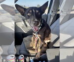 Patsy Outlaw - Female Mutt Dog for Adoption - Small photo