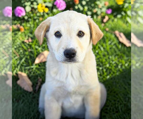 Medium Photo #1 Labrador Retriever-Unknown Mix Puppy For Sale in San Diego, CA, USA