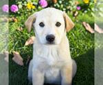 Small Labrador Retriever Mix