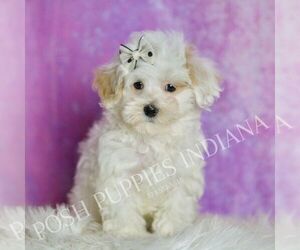 Medium Maltipoo (Toy)