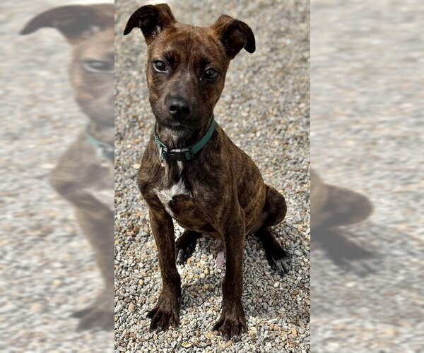 Medium Photo #1 Mutt Puppy For Sale in Augusta, GA, USA