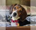 Small Beagle