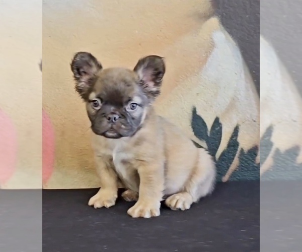 Medium Photo #9 French Bulldog Puppy For Sale in SAN JOSE, CA, USA