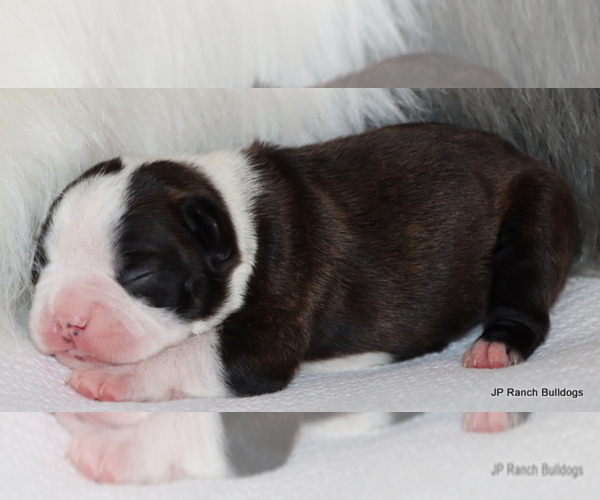 Medium Photo #6 Boston Terrier Puppy For Sale in WINNSBORO, TX, USA