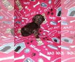 Small Photo #51 YorkiePoo Puppy For Sale in LAPEER, MI, USA