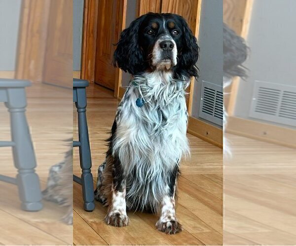 Medium Photo #1 English Springer Spaniel Puppy For Sale in LITCHFIELD, MN, USA