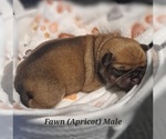 Small #1 Pug