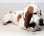 Small Photo #2 Basset Hound Puppy For Sale in Deepwater, NJ, USA