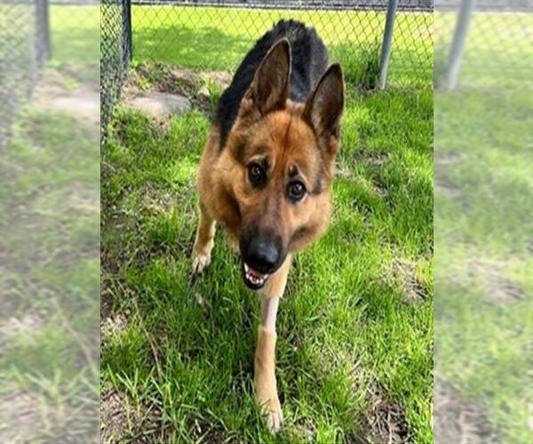 Medium Photo #1 German Shepherd Dog-Unknown Mix Puppy For Sale in Aurora, IL, USA