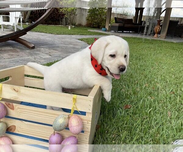 Medium Photo #8 Labrador Retriever Puppy For Sale in MIAMI, FL, USA