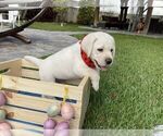 Small Photo #8 Labrador Retriever Puppy For Sale in MIAMI, FL, USA