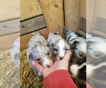 Small Photo #16 Australian Shepherd Puppy For Sale in MONONA, IA, USA