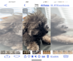 Small Photo #4 Poodle (Toy)-ShihPoo Mix Puppy For Sale in MUNDELEIN, IL, USA